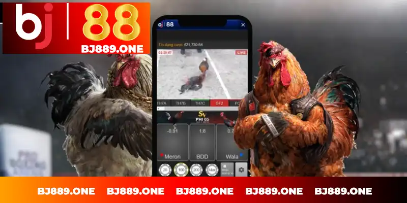 Đá gà BJ88 là gì Đá gà BJ88 là gì