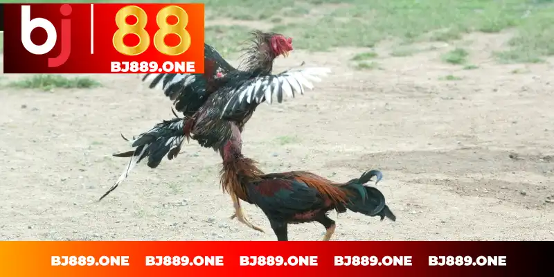 Tìm hiểu đá gà cựa sắt BJ88 Tìm hiểu đá gà cựa sắt BJ88